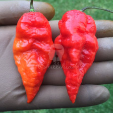 Borg9 Long Chilli Seeds