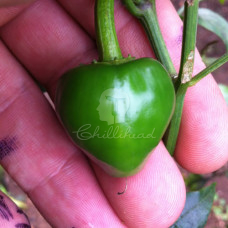 Boriya Mirch Chilli Seeds