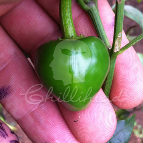 Boriya Mirch Chilli Seeds