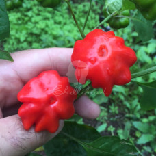Brazilian Starfish Red Chilli Seeds