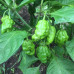 Brazillian Reaper Chilli Seeds