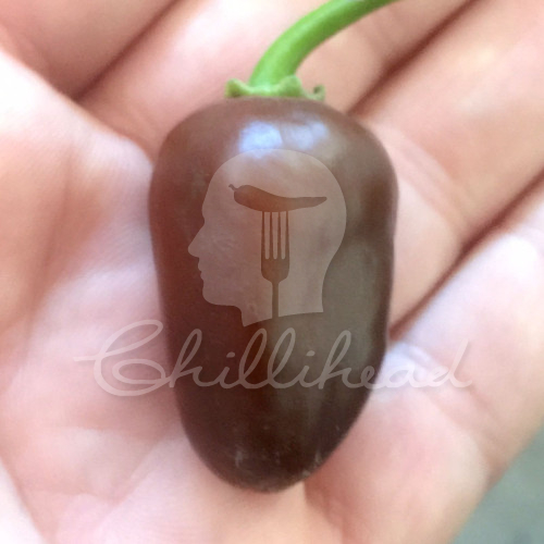 Brown Egg Chilli Seeds