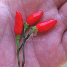 Bulawayo Bullet Chilli Seeds