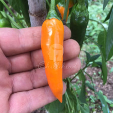 Bulgarian Carrot Chilli Seeds