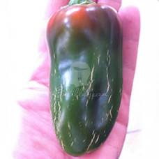 Calapeño Thunder Chilli Seeds