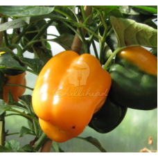 California Wonder Golden Chilli Seeds