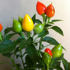 Calypso Chilli Seeds