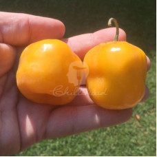 Canario Chilli Seeds