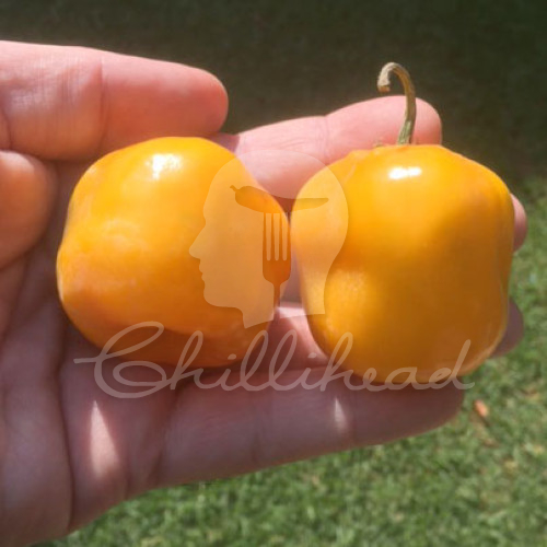 Canario Chilli Seeds
