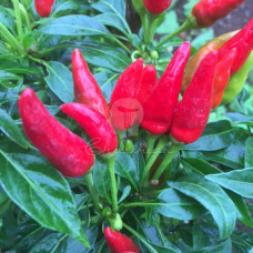 Candlelight Chilli Seeds