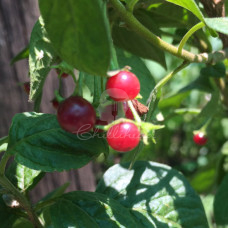 Capsicum Rhomboideum Chilli Seeds