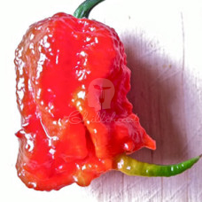 Carolina Reaper Chilli Seeds