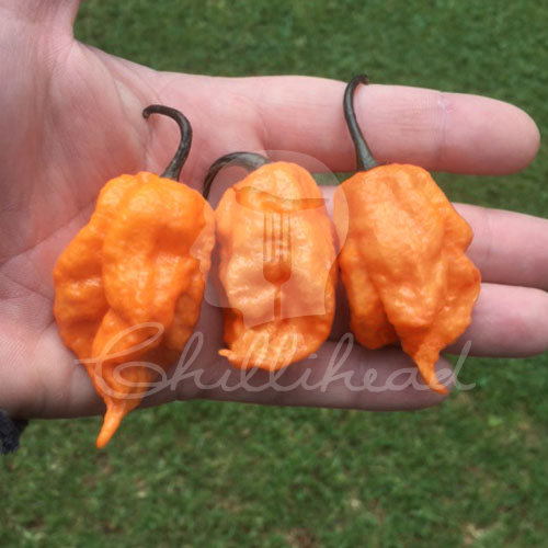 Carolina Reaper X Jay's Peach Ghost Scorpion Chilli Seeds