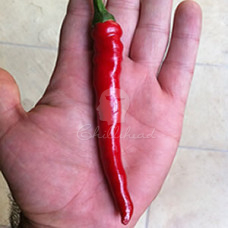 Cayenne Chilli Seeds