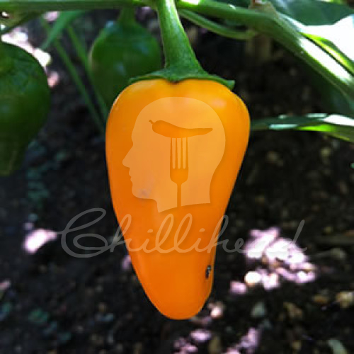 Cheyenne Chilli Seeds