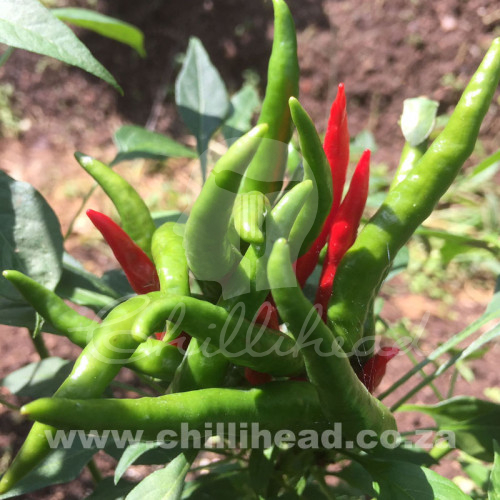 Chi Chien Chilli Seeds