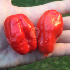 Ecuadorian Devil\'s Breath