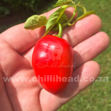 Ecuadorian Rocoto for Hell