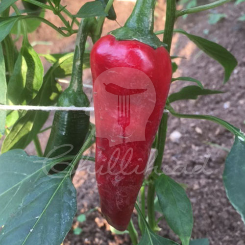 Edes Füszer Paprika Chilli Seeds