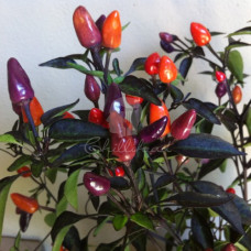 Explosive Ember (Burning Ember)