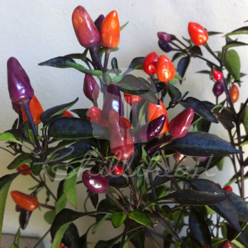 Explosive Ember (Burning Ember) Chilli Seeds