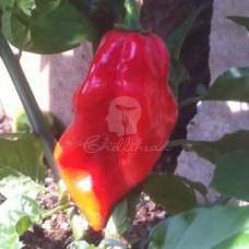 Fatalii Red