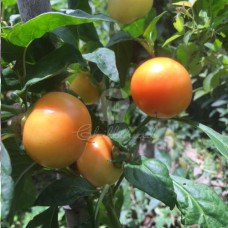 Feher Cseresznye Paprika