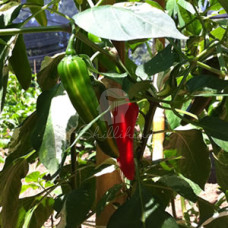 Fish Pepper Chilli Seeds