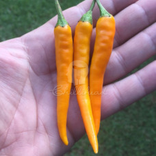 Golden Cayenne