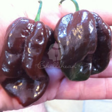 Habanero Brown/Chocolate