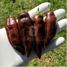 Habanero Brown Pointy