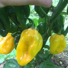 Habanero Golden 