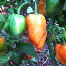 Habanero Orange 