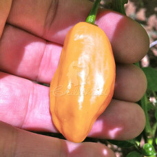 Habanero Peach Long