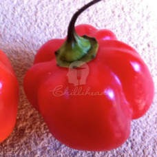 Habanero Red 