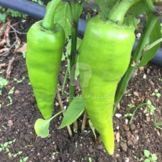 Hatvani Erös Paprika