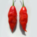 Hot Paper Lantern Chilli Seeds