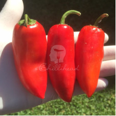 Jalapeño Conchos