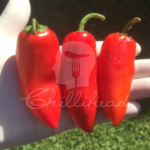 Jalapeño Conchos Chilli Seeds