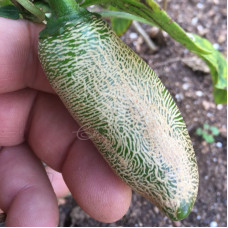 Jalapeño Farmers Market Potato