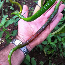 Joe's Long Cayenne Chilli Seeds