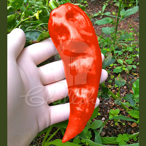 Krimzon Lee Chilli Seeds