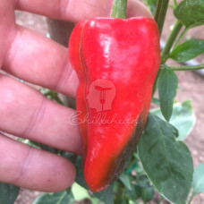 Leutschauer Paprika