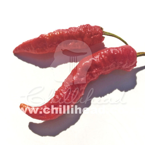 Leviathon Gnarly Scorpion Chilli Seeds