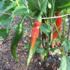 Macska Piros Erös Paprika