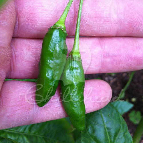 Malagueta Chilli Seeds