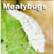 Mealybugs