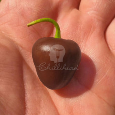 Mini Rocoto Brown (Secluded)