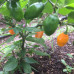 Mini Rocoto Orange