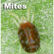 Mites